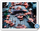 Wild mushroom