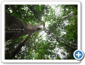 Kelah Sanctuary