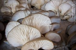 IMG_0358