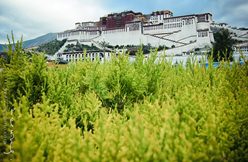 IMG_1105