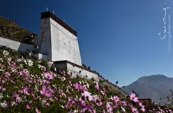 IMG_5916